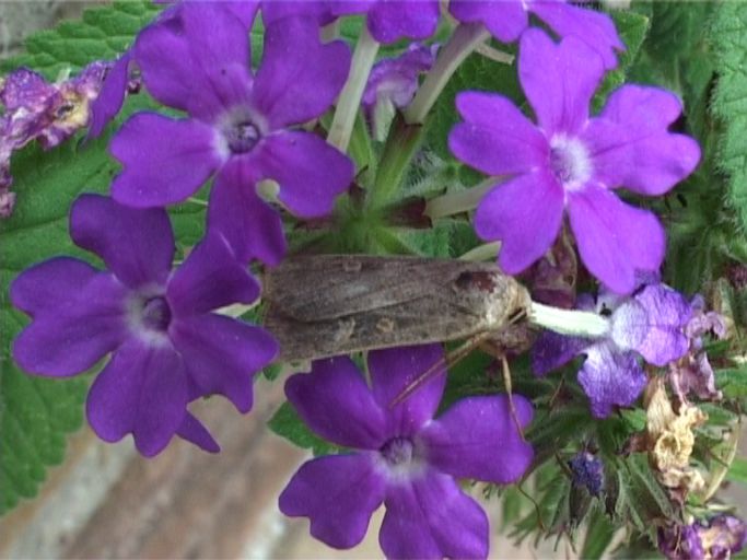 Mondfleck-Herbsteule ( Omphaloscelis lunosa ) : Moers, in unserem Garten, 26.09.2006
